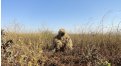 Маскировочный халат Taganrog Друид – купить по цене 3500 руб. в интернет-магазине в городе Пенза картинка 17